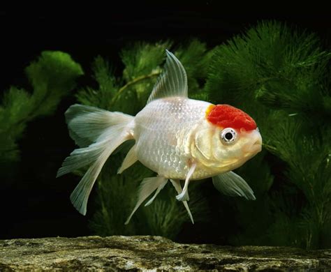 Oranda Goldfish Complete Care Guide Tips And Advice Wzaquarium