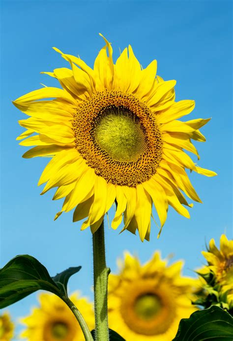 Sun Flower Pictures Hq Download Free Images On Unsplash