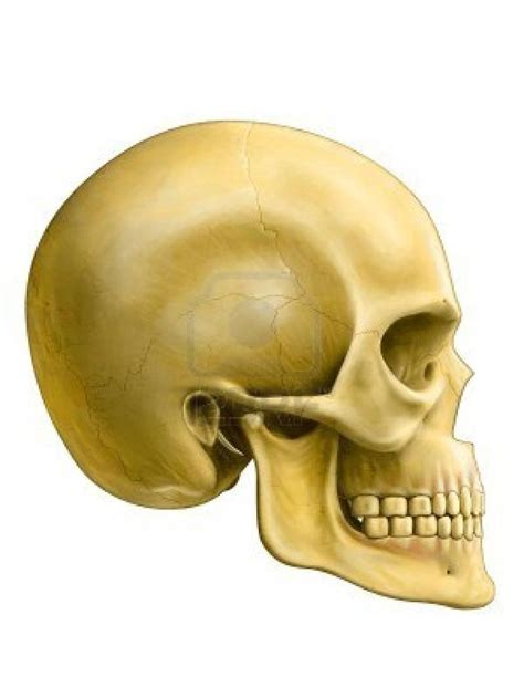 Human Skull Side View Real Human Skull Skull Side View Human Skull