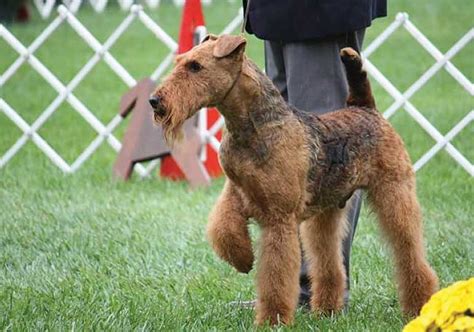 8 wks old, shots and tail docked. Airedale Puppies For Sale Kennel Club