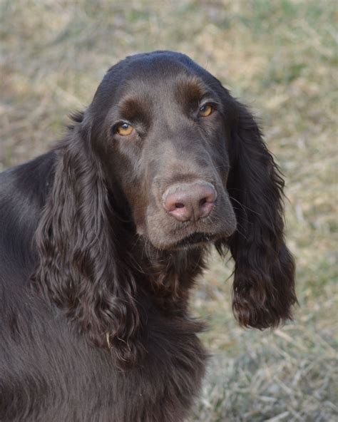 Field spaniels are gentle, affectionate, and intelligent. Field Spaniel #Spaniels #Dogs #Puppy | Field spaniel ...