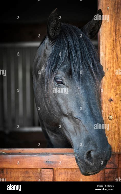 Head Shot Of A Black Horse Looking Out Stable Window Stock Photo Alamy