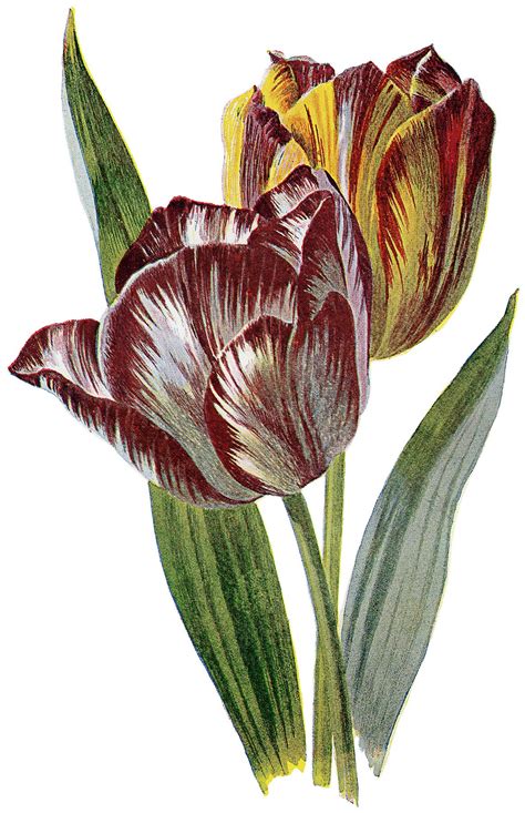 15 Tulip Images Tulips Images Flower Painting Vintage Flowers