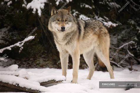 Wolf Standing On Snow — View Zoology Stock Photo 163000828