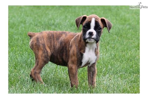 5 week old boxer puppies.almost a cuteness overdose. Boxer puppy for sale near Lancaster, Pennsylvania ...