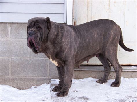 Neapolitan Mastiff Breed Guide Learn About The Neapolitan Mastiff