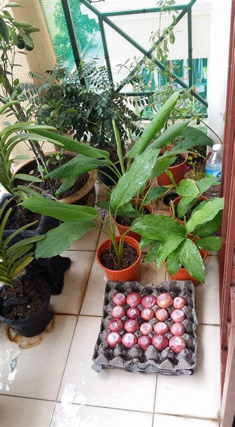Kemudian dipanggang di atas bara arang, disajikan dengan saus bumbu yang terbuat dari santan, gula jawa, dan bumbu lainnya. Mudah Sungguh Nak Tanam Daun Bawang Tanpa Benih Di Rumah ...