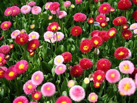 Bellis Perennis Aka English Daisy Living Colour Plants