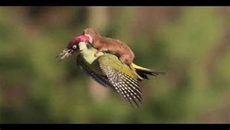 photo weasel hitches ride on the back of a woodpecker