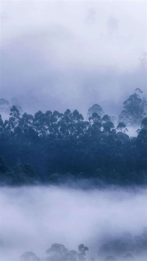 Wallpaper Forest Mist Munnar Kerala Bing Microsoft 5k Os 23149