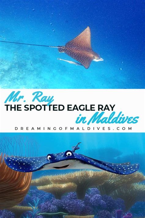Mr Ray Nemo Character Eagle Ray In Real Life Maldives Finding Nemo