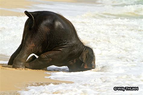 Baby Elephant Playing On The Beach The Real Story Behind The Photos