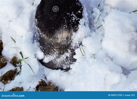 Close Up Of A Black Horse Hoof In The Snow Stock Photo Image Of