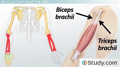 Diagram Of The Muscles In The Forearm A Muscle Of The Anterior Thigh