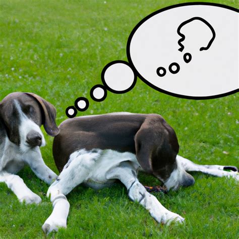 Understanding Canine Behavior Why Do Dogs Bite Each Others Legs