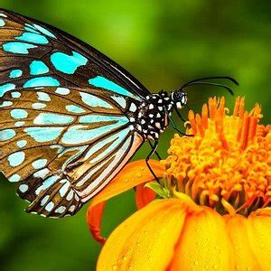 Kuala Lumpur Butterfly Park  2021 All You Need to Know Before You Go