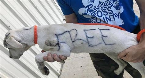 Abandoned Dog Found With ‘free And ‘good Home Only Written On Body