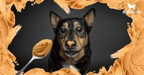 Can Dogs Eat Peanut Butter Here Are 5 Reasons You Should Avoid It