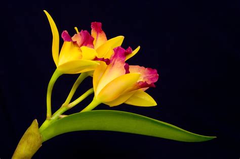 An Astounding List Of Hawaiian Flowers With Names And