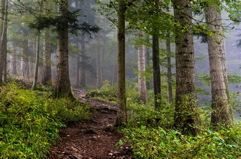 Expose Nature Misty Morning In The Forest Val De Travers