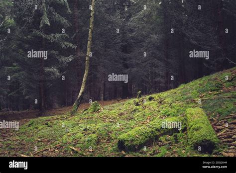 Moss Covered Trunks Lying In A Clearing In The Forest Stock Photo Alamy