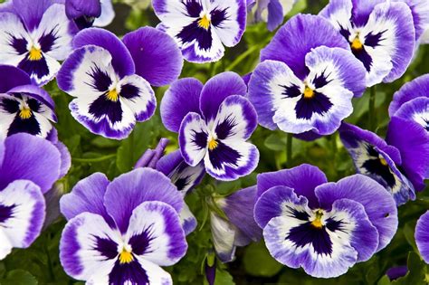 How To Grow And Care For Pansies