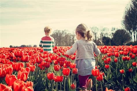 While it will be described as a return to tiers, those tiers will be made tougher and more of us will find ourselves shunted into the top tiers. Dutch gamble on 'intelligent lockdown' to beat coronavirus