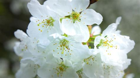 White Cherry Flowers Tree Stock Photo Image Of Blue 114661490