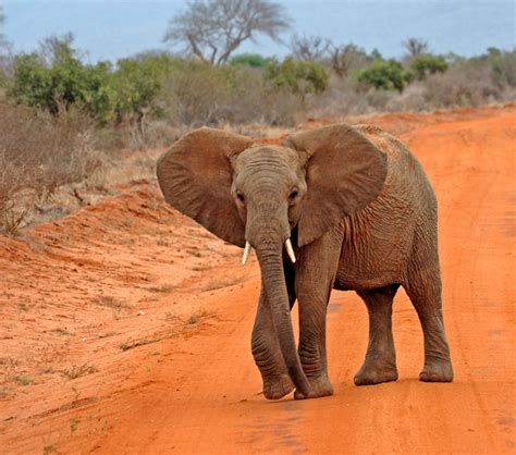 Afrikanischer Elefant Image And Photo By Madlen H From Wunderwelten