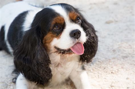Things You Should Know Before Owning A Cavalier King 57 Off