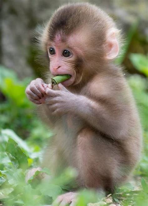 Super Cute Baby Rhesus Monkey Cute Baby Monkey Monkeys Funny Pet Monkey