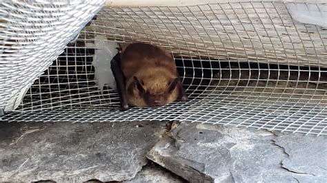 Madison Wildlife Removal Why Bats Are So Misunderstood