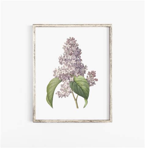 Vintage Lilac Print Vintage Printable Wall Art Botanical Etsy