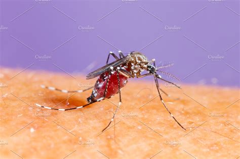 Aedes Albopictus Mosquito High Quality Animal Stock Photos Creative