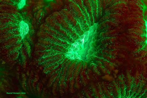 Microworlds Fluorescent Colors Of The Reef Why Corals Need Colors