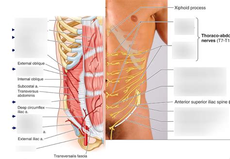 Lecture Antero Lateral Abdominal Wall And Inguinal Canal Diagram