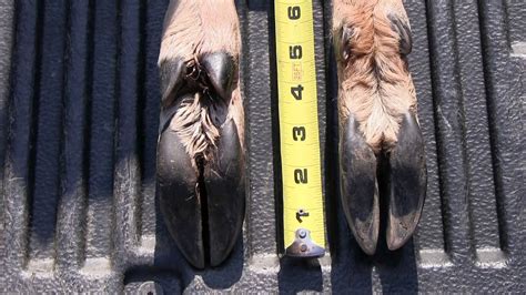 Identifying Deer Tracks A Look At Their Hooves Youtube
