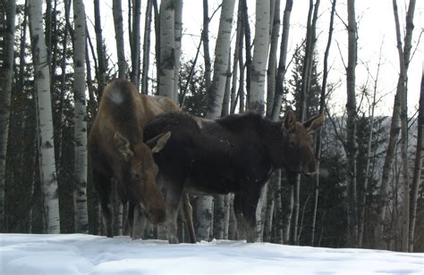 Moose In The Front Yard Pics4learning