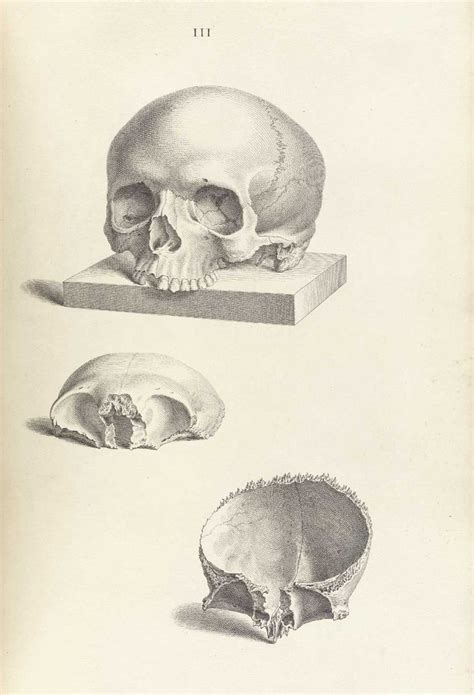 Engraving Of Human Skull Without Mandible C19th Ossos