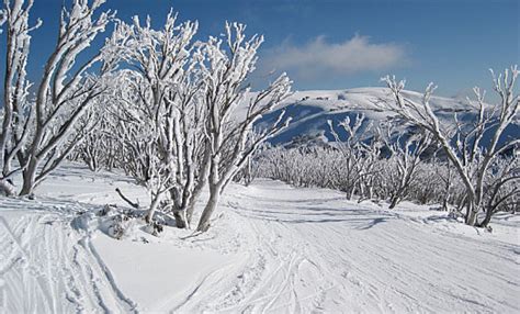 Victoria Snow Skiing In Victoria Australia Snowfields Ski Resorts