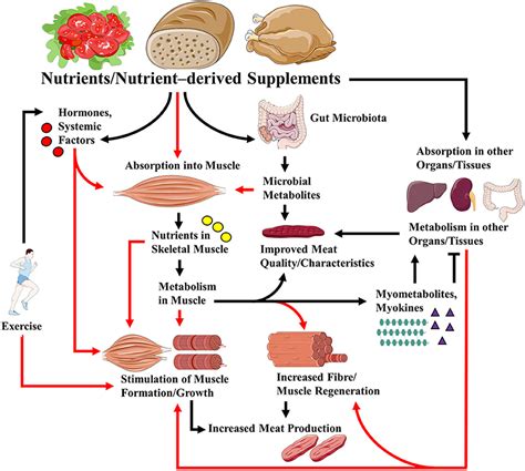 Frontiers Editorial Nutrition In The Regulation Of Muscle