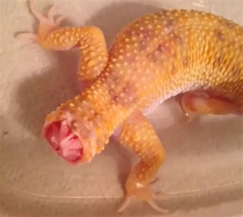 Leopard Gecko Personality 5 Facts You Will Like