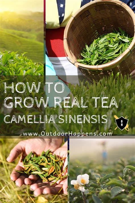 Guide To How To Grow Your Own Tea Homegrown Tea Anyone Green Tea