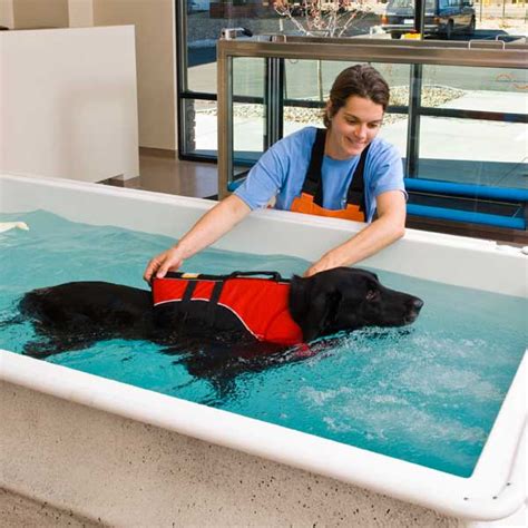 Benefit Hydrotherapy For Dogs And How It Works Pets Lover Blog