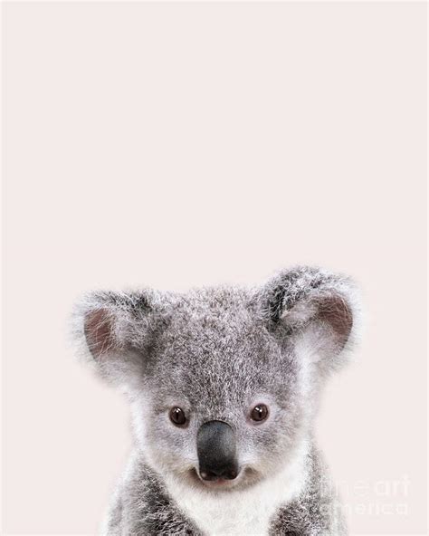 Baby Koala Pink Background Baby Animals Art Print By Synplus Digital