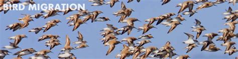 Bird Migrations Basic Biology