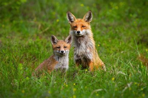 Do Foxes Eat Carrots Animal Spotlight