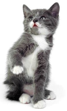 images  rare cat breeds  pinterest savannah cats ocicat  kittens