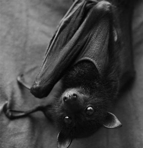 This Bat Is Adorable Beautiful Creatures Animals Beautiful Cute