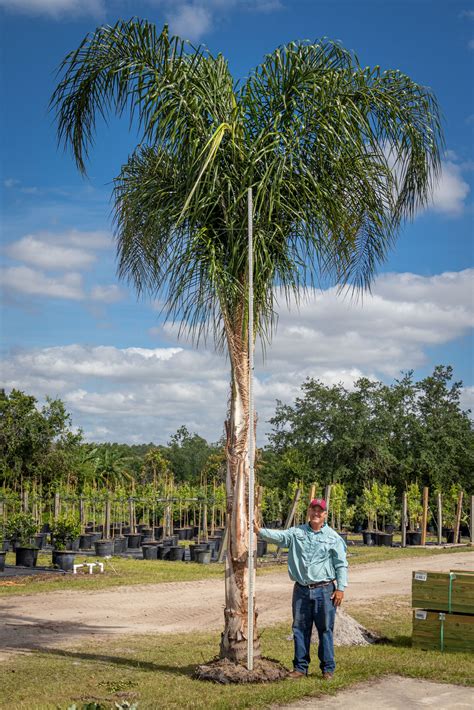 Queen Palms Southern Tree Growers